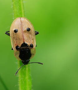 Rupsenaaskever (Xylodrepa quadripunctata). Copyrights JohnvandenHeuvel/www.stockburo.nl.