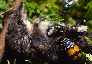 Gewone doodgraver. (Necrophorus (lijkdrager) vespilloides).  Copyrights JohnvandenHeuvel/www.stockburo.nl