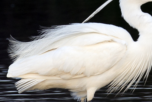 Grote zilverreiger. Copyright Alfons van Bokhorst.