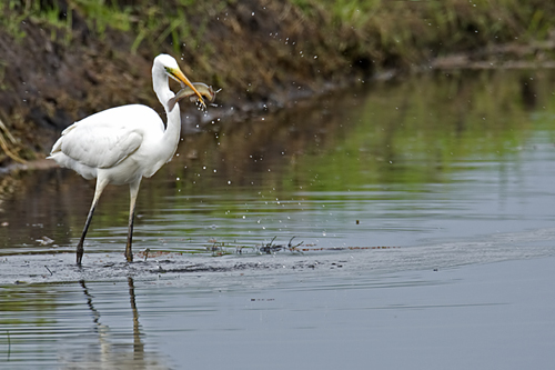 Grote zilverreiger. Copyright Alfons van Bokhorst.