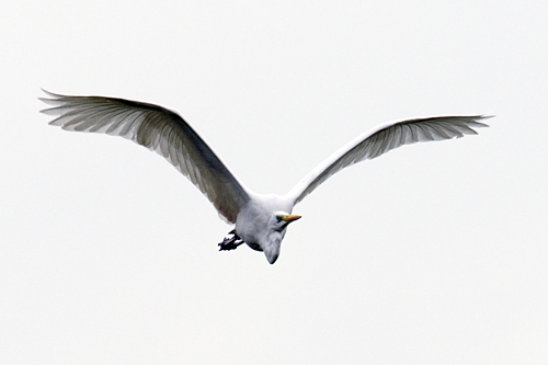 Grote zilverreiger. Copyright Alfons van Bokhorst.