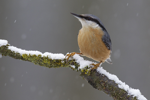 Boomklever. Copyright Alfons van Bokhorst.