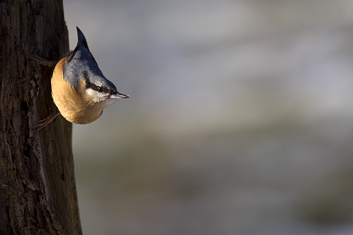 Boomklever. Copyright Alfons van Bokhorst.