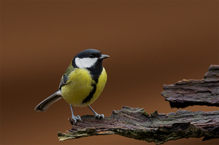 Koolmees. Copyright Alfons van Bokhorst.