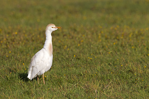 Koereiger. Copyright Alfons van Bokhorst.