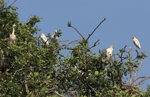 Koereiger. Copyright Jaques van der Neut.