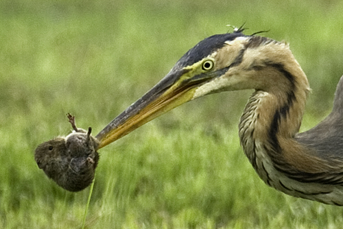 Koereiger. Copyright Alfons van Bokhorst.