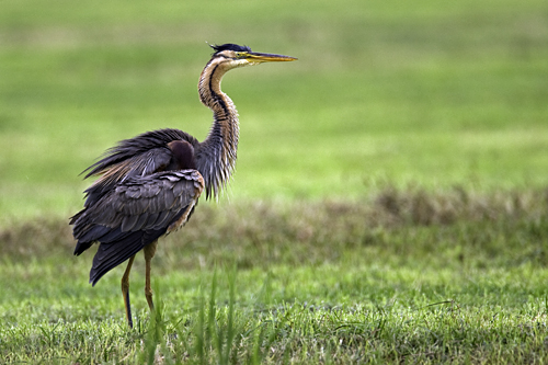 Purperreiger. Copyright Alfons van Bokhorst