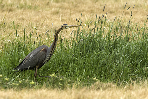 Koereiger. Copyright Jaques van der Neut.