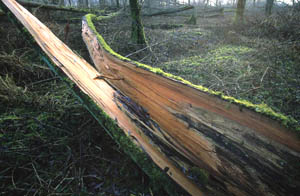 Gespleten boom met insecten. Copyright JohnvandenHeuvel/www.stockburo.nl