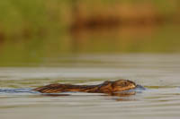 Muskusrat. Copyright Otto Heijst.