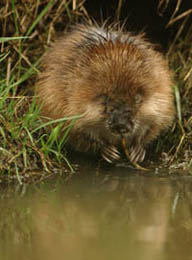 Muskusrat. Copyright Otto Heijst.