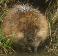 Muskusrat. Copyright Otto Heijst.