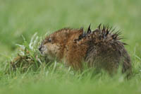 Muskusrat. Copyright Otto Heijst.