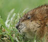 Muskusrat. Copyright Otto Heijst.