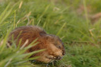 Muskusrat. Copyright Otto Heijst.