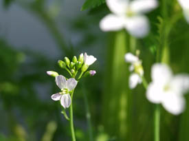 Pinksterbloem. Copyright HenkvandeGraaf/www.stockburo.nl