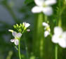 Pinksterbloem. Copyright HenkvandeGraaf/www.stockburo.nl