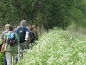 Wandeling langs doorgeschoten wilgenvloedbossen. Copyright www.stockburo.nl