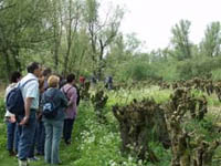 Wandelen langs oude griendcomplexen.  Copyright: AlfonsvanBokhorst/www.stockburo.nl