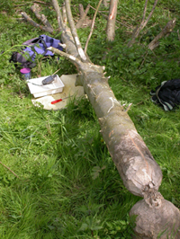 Door bever omgeknaagde boom met essenbastkever. Copyright Oscar Vorst.