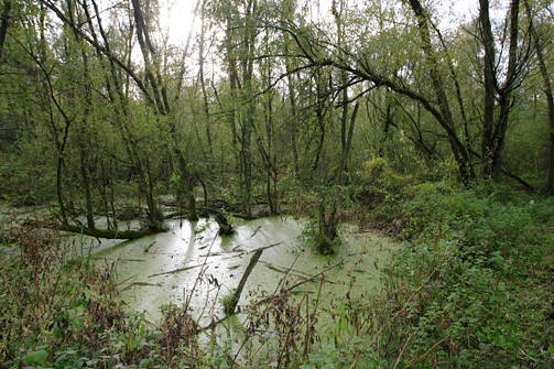 Wilgenvloedbos. Copyright Jacques van der Neut.