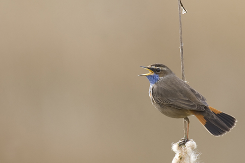 Blauwborst. Copyright Alfons van Bokhorst.