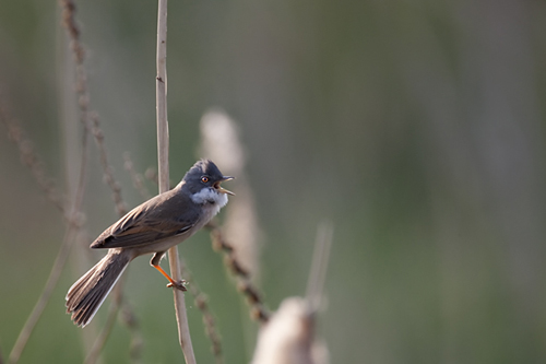 Grasmus. Copyright Alfons van Bokhorst.