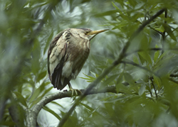 Kwak. Copyright HansGebuis/www.stockburo.nl