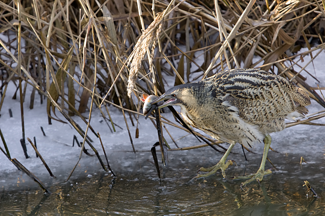 Roerdomp. Copyright Alfons van Bokhorst.