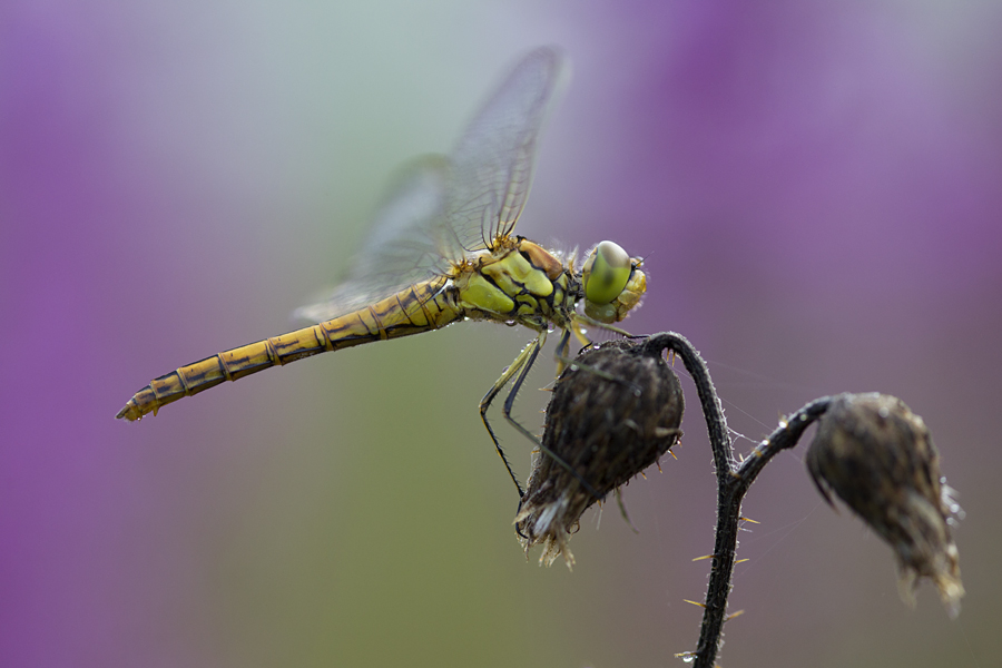 Boomklever. Copyright Alfons van Bokhorst.