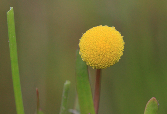 Goudknopje. Copyright Jacques van der Neut.