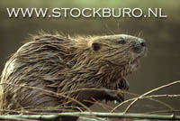 Bever. Copyright Daan Bruysters/www.stockburo.nl