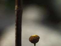 Boerenwormkruid. Tanacetum vulgare. Copyright HenkvandeGraaf/www.stockburo.nl