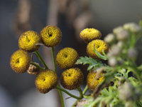 Boerenwormkruid. Tanacetum vulgare. Copyright HenkvandeGraaf/www.stockburo.nl