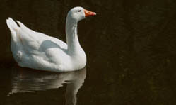 Witte gans. HenkvandeGraaf/www.stockburo.nl