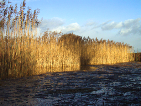 Reugt of Ruigt. Biesbosch. HenkvandeGraaf/www.stockburo.nl