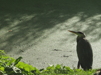 Reiger. Copyright Henk van de Graaf.