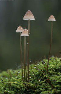 Papilmycena. Copyright JohnvandenHeuvel/www.stockburo.nl