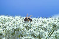 Insecten op Berenklauw. ArieKraak/www.stockburo.nl