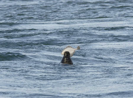 Zeehond met platvis. Copyrights MikeMelis/www.stockburo.nl