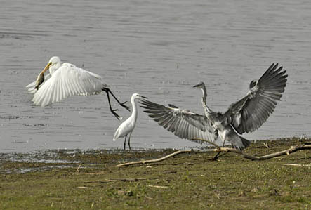 Blauwe-, Kleine zilver en Grote zilverreiger. Copyright HansGebuis/www.stockburo.nl