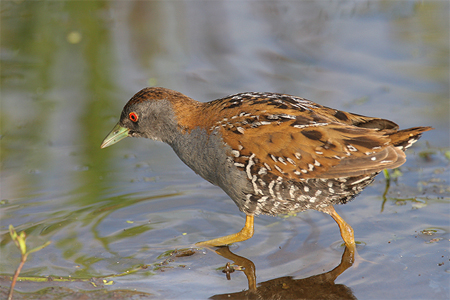 Kleinst waterhoen. Copyright Alfons van Bokhorst.