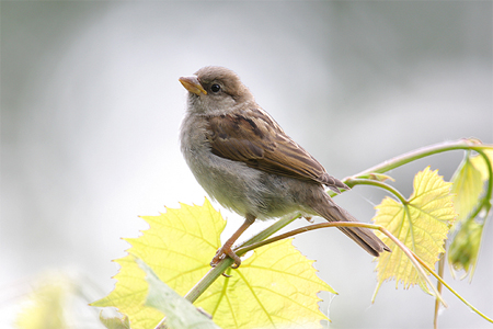 Huismus. Copyright Alfons van Bokhorst.