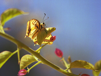 Koninginnepage. Copyright Ab H. Baas.