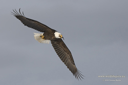 Eagle. Copyright Dennis Binda.