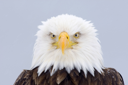 Bald eagle. Copyright Dennis Binda.