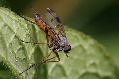 Snavelvlieg. Copyright Alfons van Bokhorst.