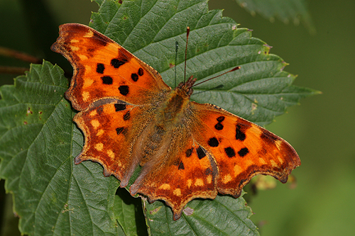 Gehakkelde aurelia. Copyright Alfons van Bokhorst.