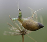 Slakje met trematoden. Copyright John van den Heuvel.